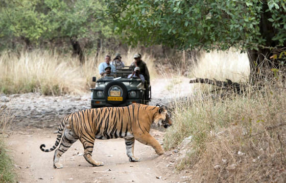 On Safari