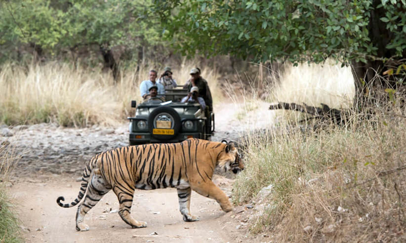 On Safari