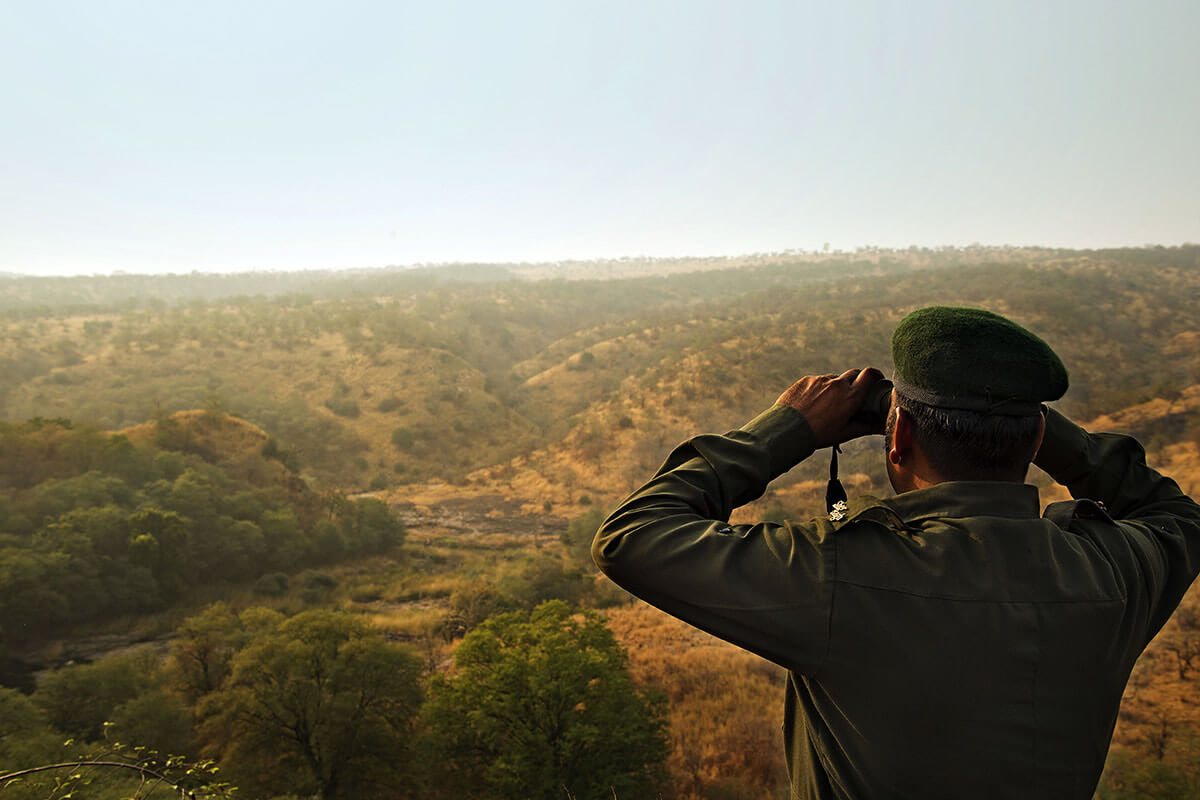 View Of Ranthambore National Park