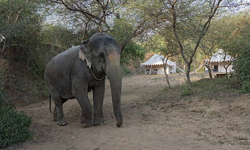 Get To Know Indian Elephants