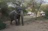 Get To Know Indian Elephants