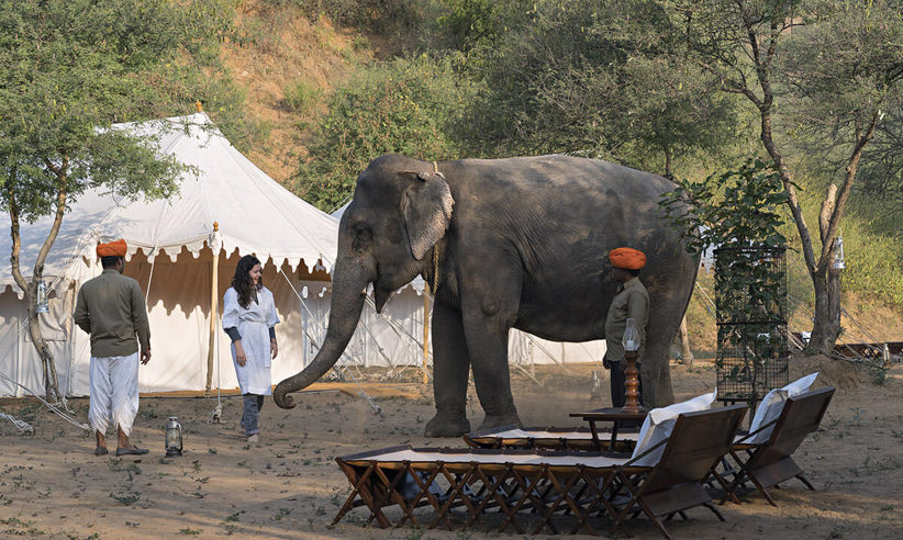 Spend Time With Elephants, It Could Change Your Life