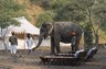 Spend Time With Elephants, It Could Change Your Life