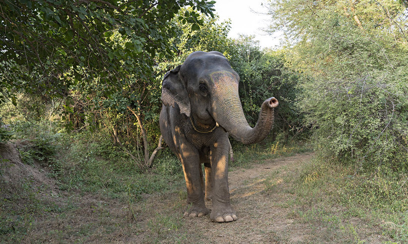 Walking With Elephants
