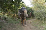 Walking With Elephants