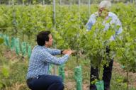 Learn About The Wonderful Santa Rita Wines