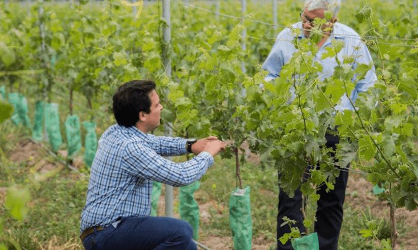 Learn About The Wonderful Santa Rita Wines