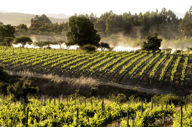 Santa Rita