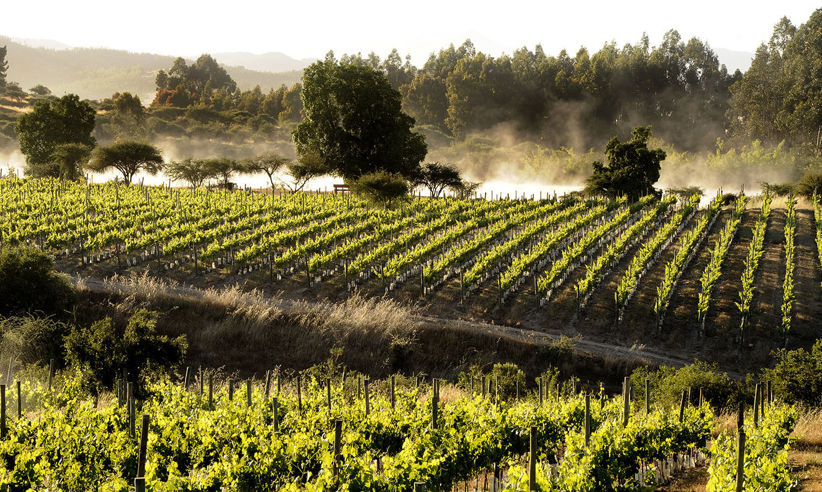 Santa Rita