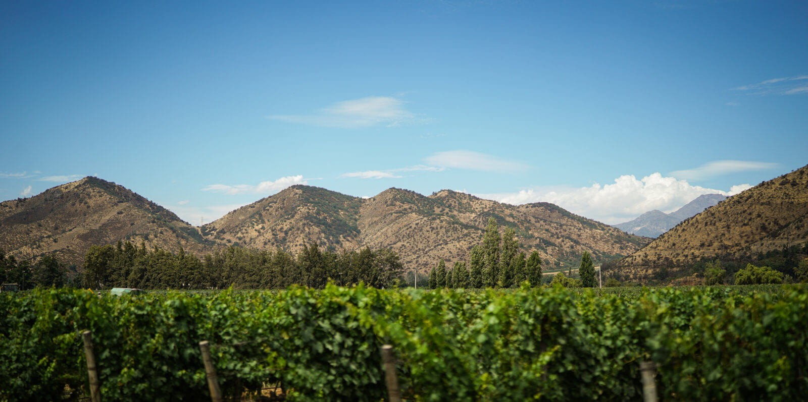 View Of Santa Rita Vineyard