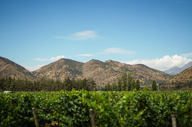 View Of Santa Rita Vineyard