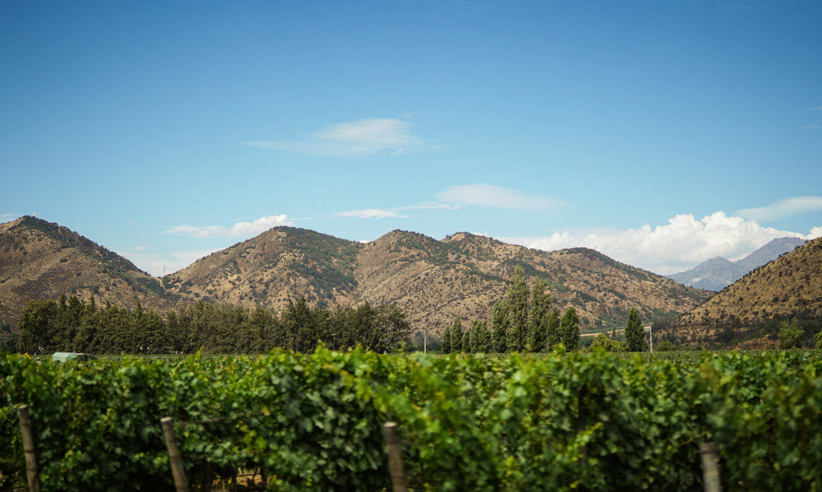 View Of Santa Rita Vineyard