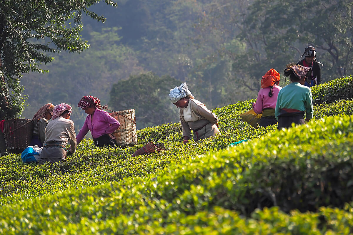 Tea Pickers