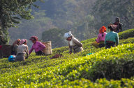 Tea Pickers