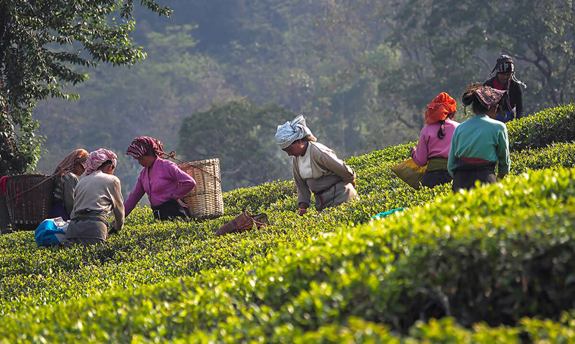 Tea Pickers