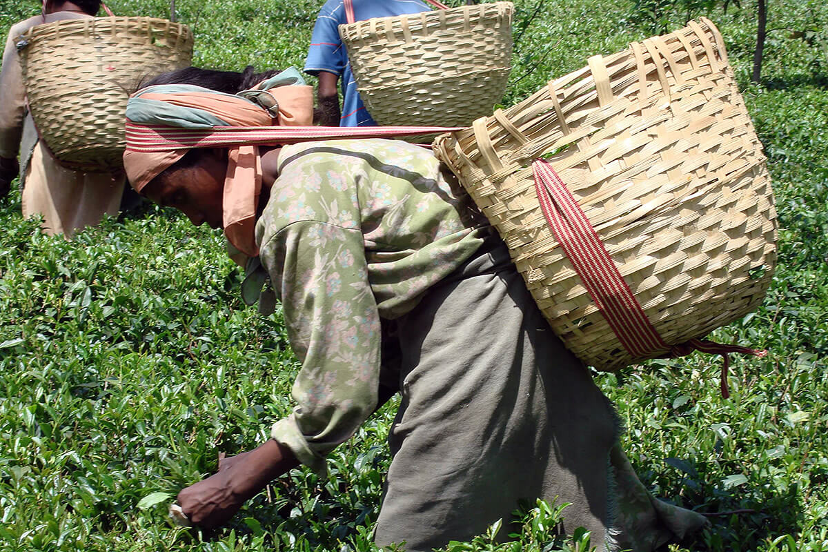 A Tea Picker At Work