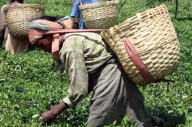 A Tea Picker At Work