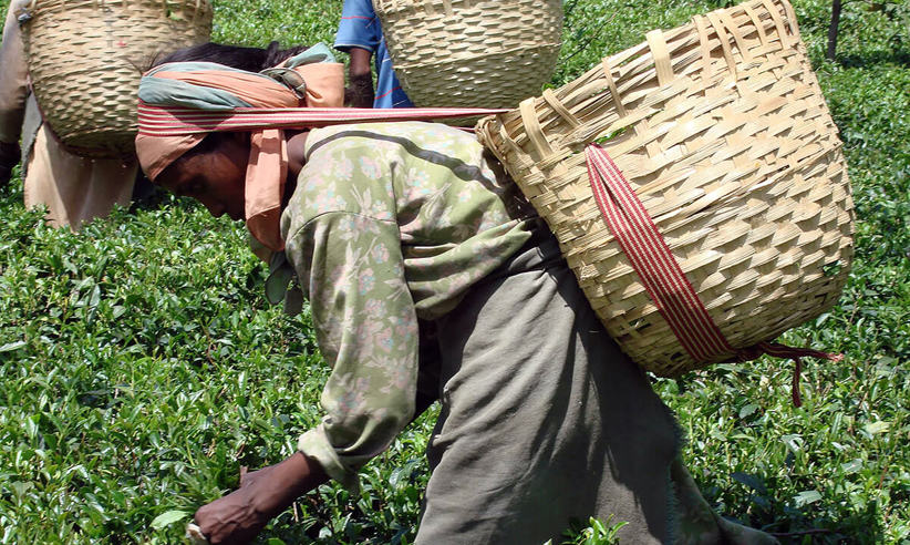 A Tea Picker At Work