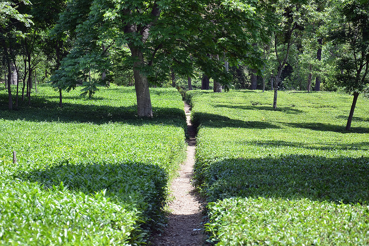 The Nearby Tea Plantation