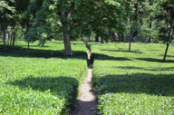 The Nearby Tea Plantation
