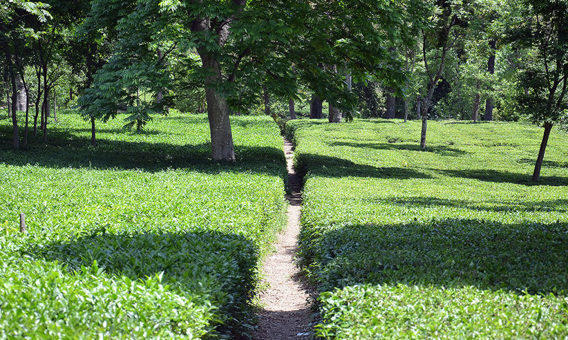 The Nearby Tea Plantation