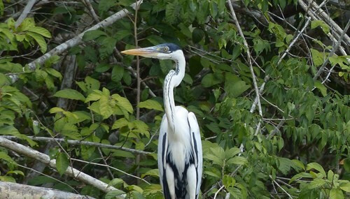 Cocoi Heron