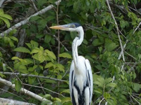 Cocoi Heron