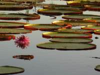 Nenuphar Geant