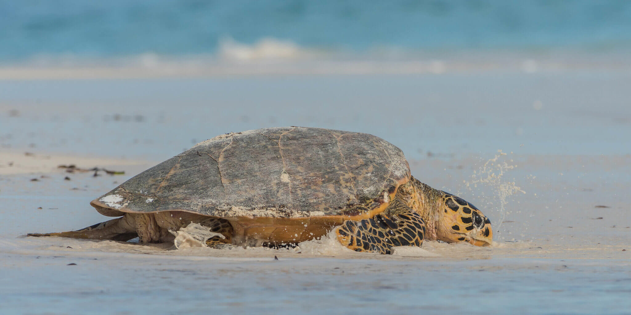 Tortue Luth