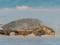 Tortue Luth
