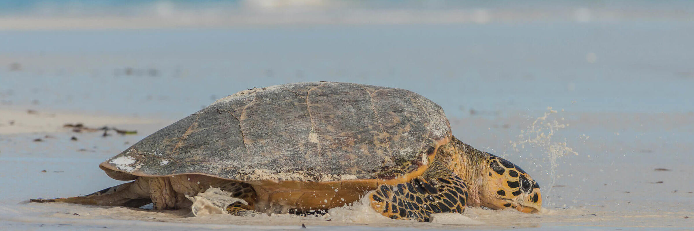Tortue Luth