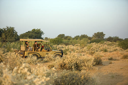 Desert Safari