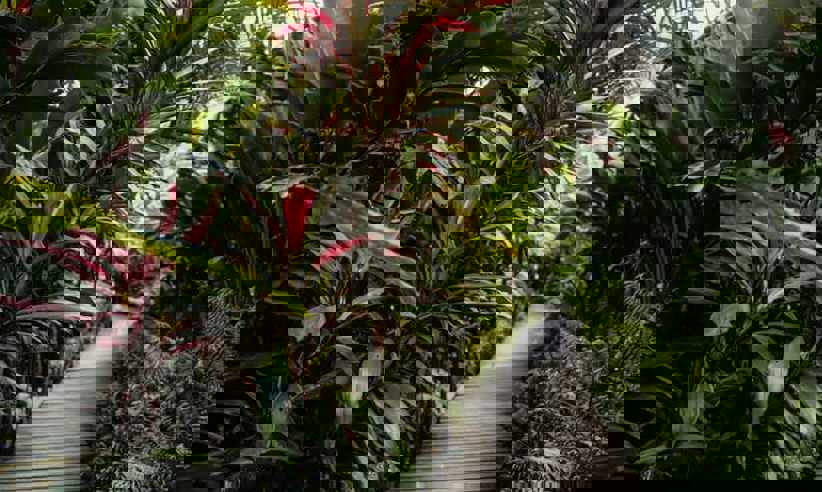 Hotel Garden