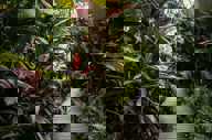 Hotel Garden