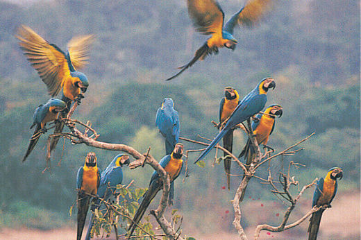 Macaws perched on a tree in the Tambopata rainforest of Peru.