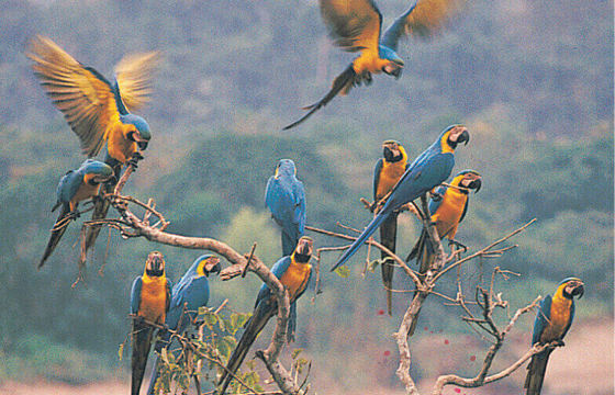 Macaws perched on a tree in the Tambopata rainforest of Peru.