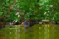 Visitors cruise through Tortuguero's lush canals, surrounded by dense jungle and vibrant wildlife. 