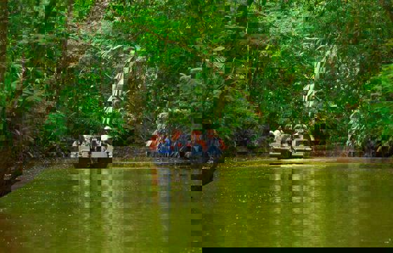 Canals through the tropical forest