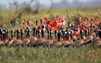 Colonie d'oiseaux à Los Llanos