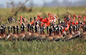 Colonie d'oiseaux à Los Llanos