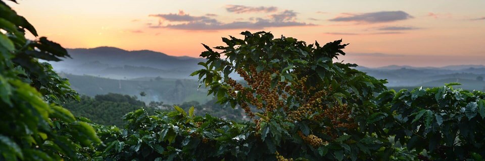 Plantation de café au Salvador