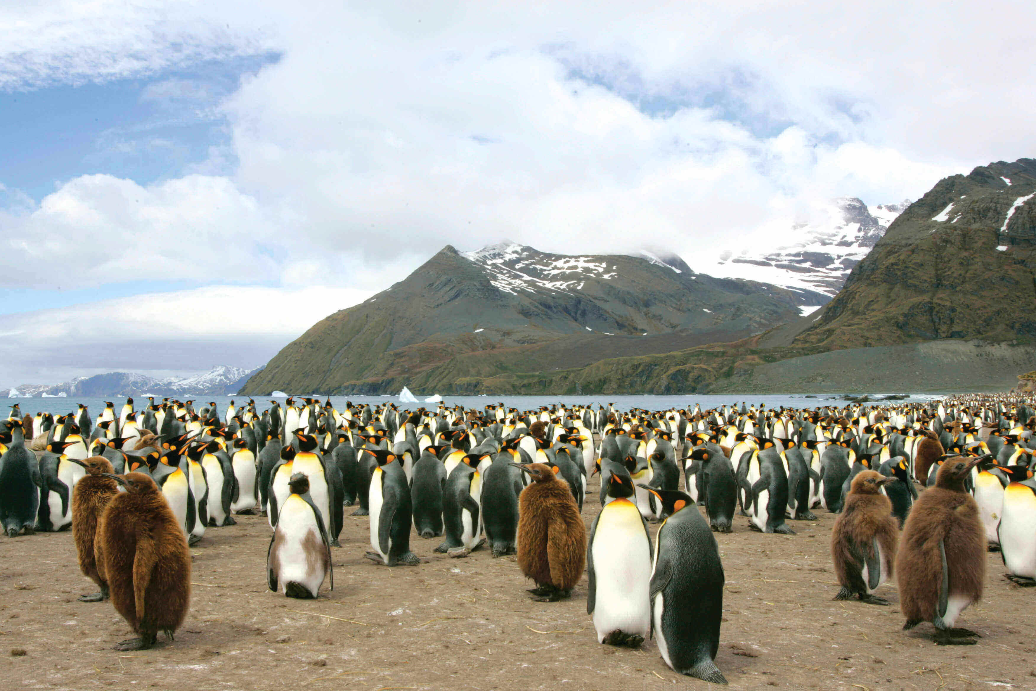 Penguin colony socialising
