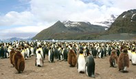 Penguin colony socialising