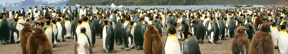 Penguin colony socialising