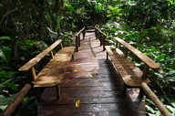 Discover The Rainforest
