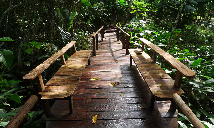 Discover The Rainforest