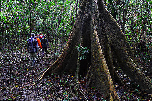 Guided Forest Walks