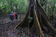 Guided Forest Walks