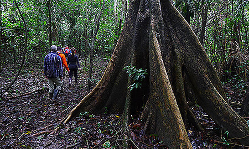 Guided Forest Walks