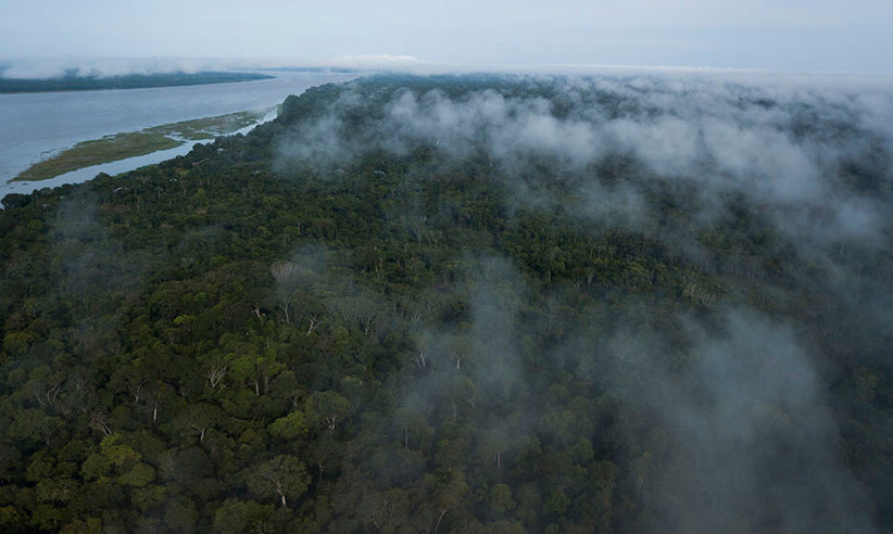 The Amazon